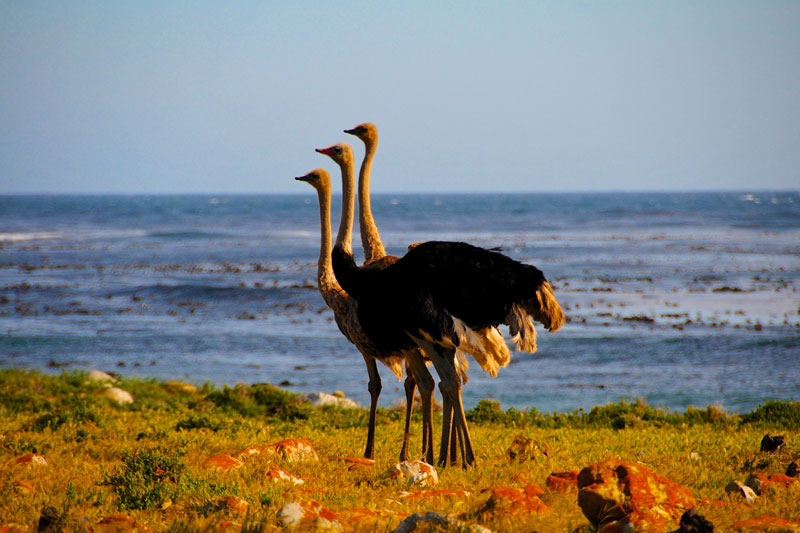 South Africa